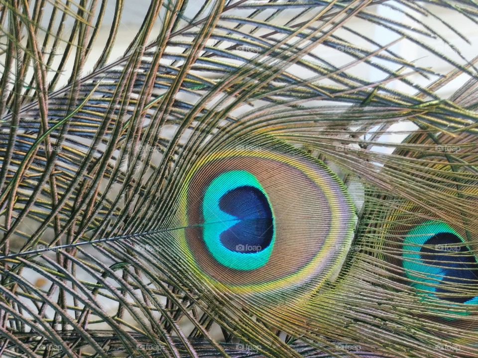 Peacock close up