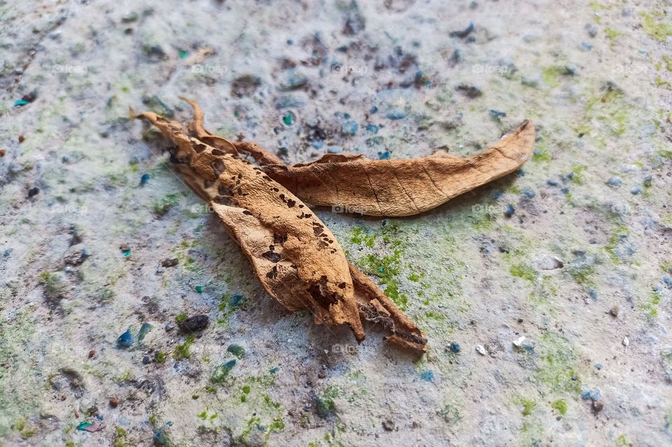 Close-up view of brown dry leaves lying on a colorful surface. The leaves appear torn and have changed color due to the weathering process