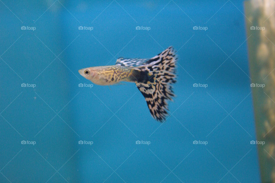 snakeskin white mosaic wide tail