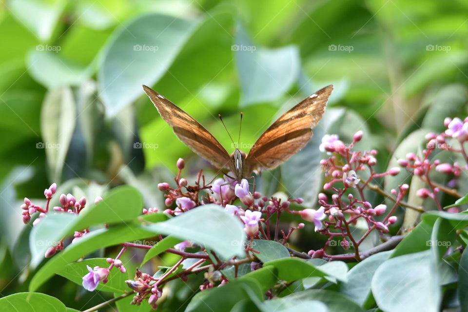 brown butterfly on flower