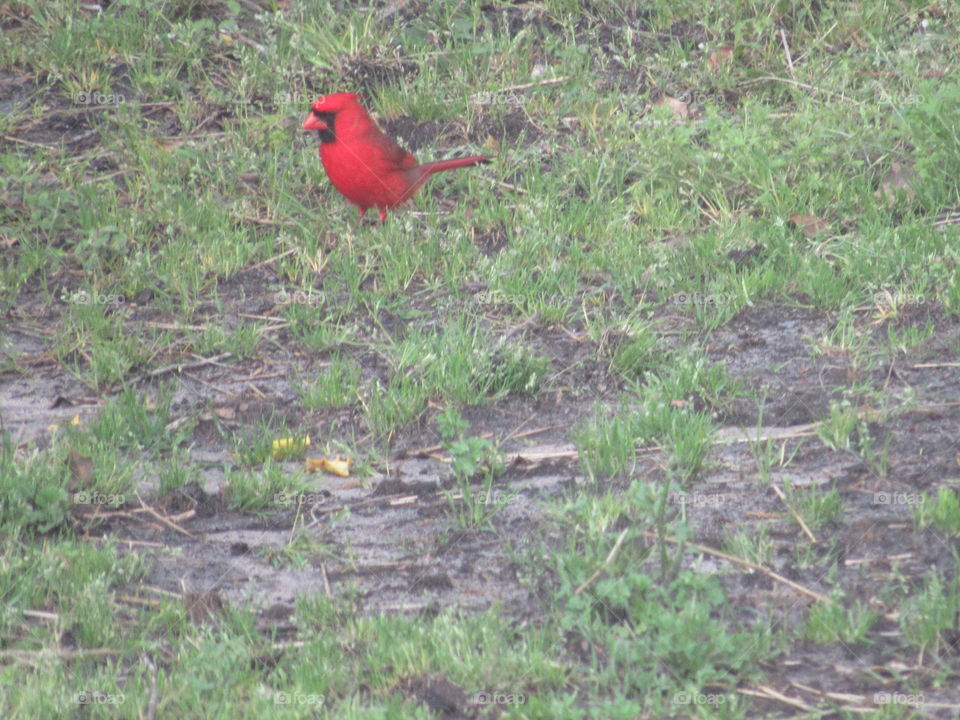 Cardinal on the ground