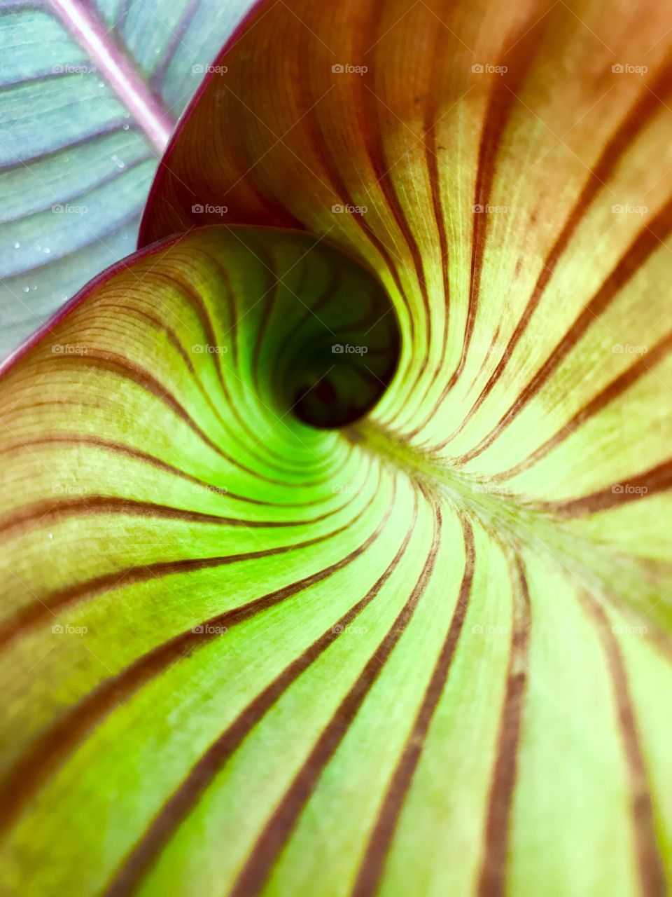 Closeup of canna lily leaf 