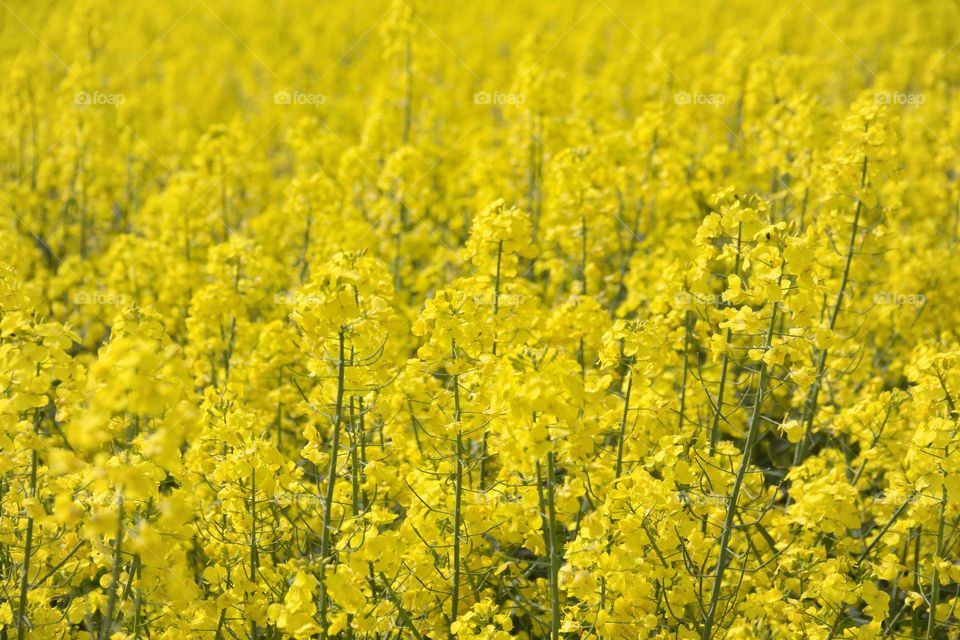 Spring flowering of trees and flowers on a sunny day in spring.