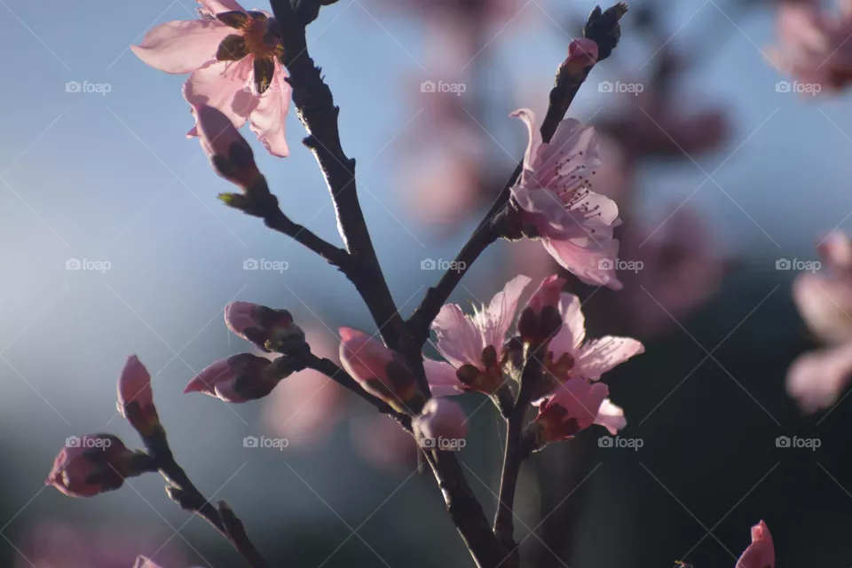 Pretty Pink 