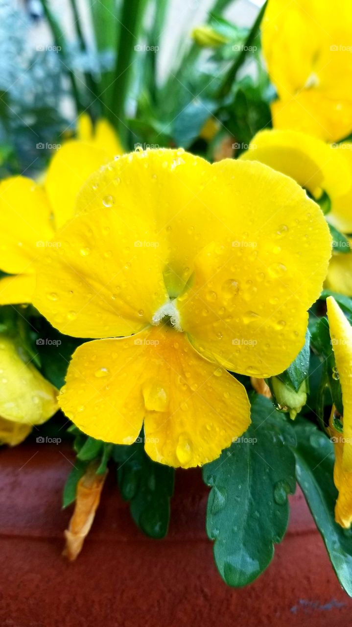 Yellow after the rain