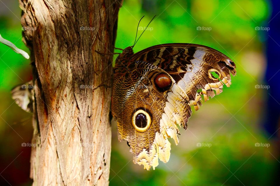 Moth on tree trunk 