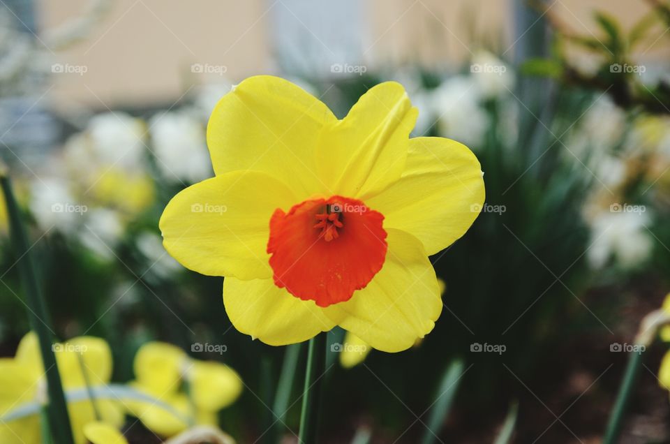 daffodil