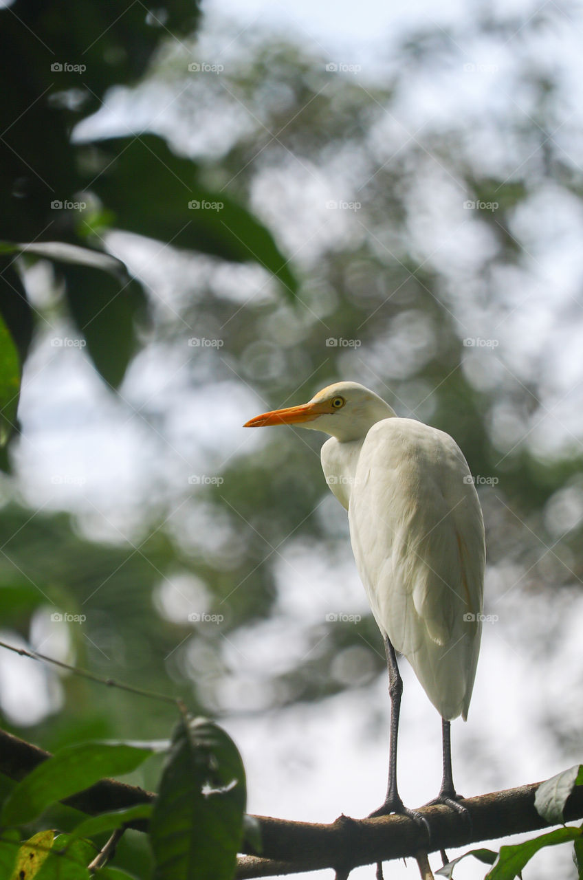 Indian Beak