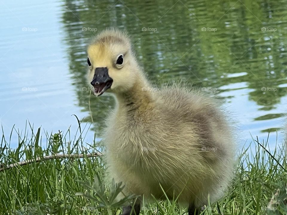 Happy little gosling 