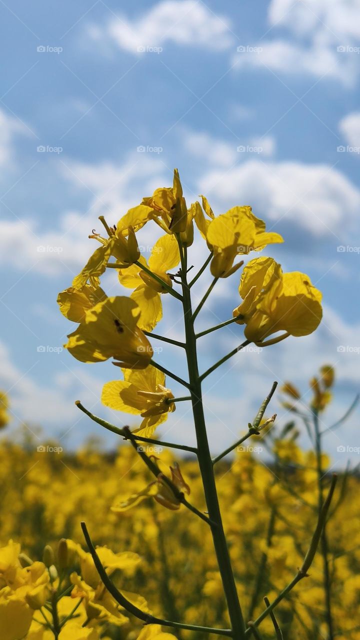 rapeseed in the field