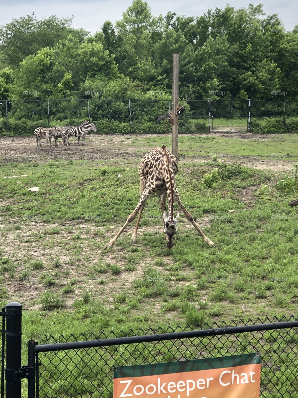 Giraffe