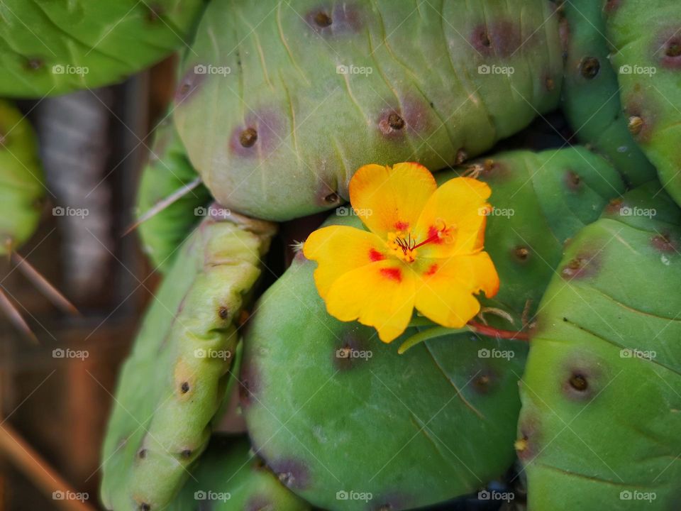 first flower of the season 🌸