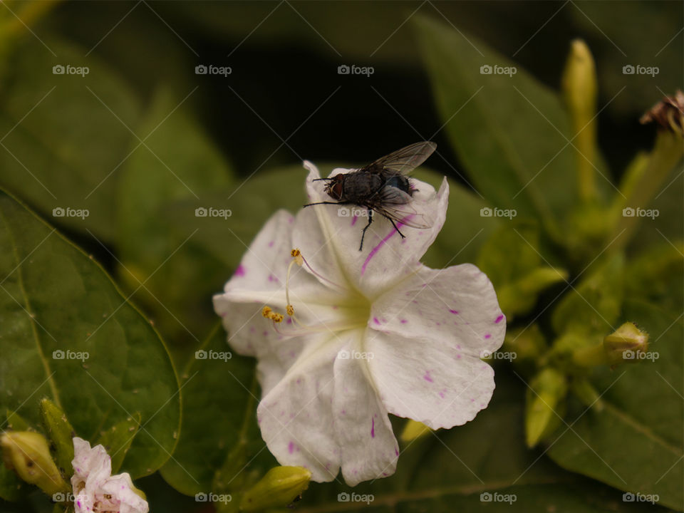 Mosca posada en una pequeña flor blanca con pequeños detalles violetas