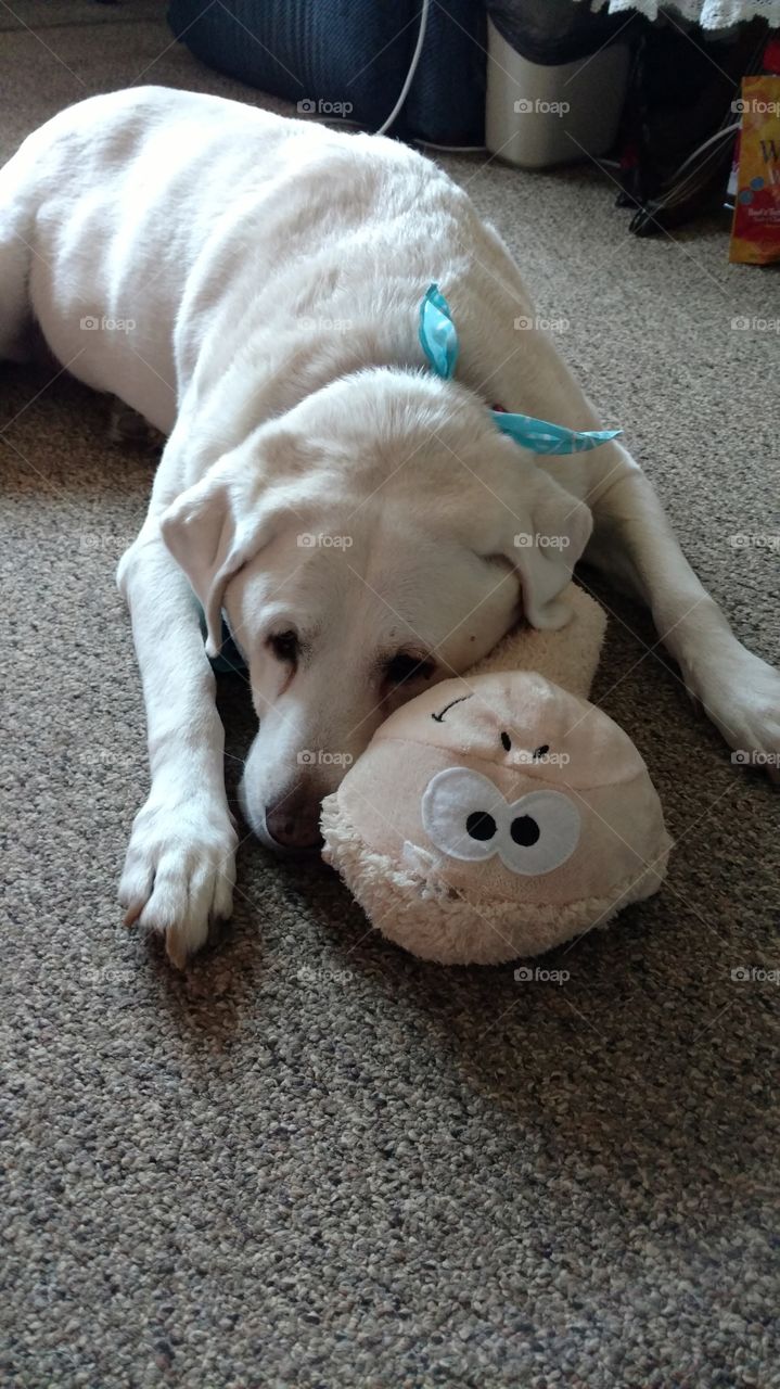 Dog snuggling up with stuffed monkey as a pillow.