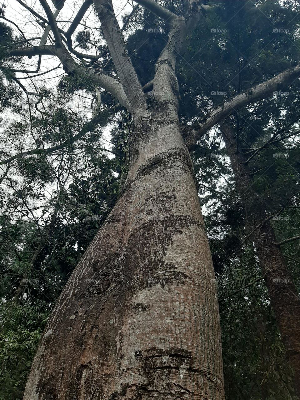 Tall trees in a forest