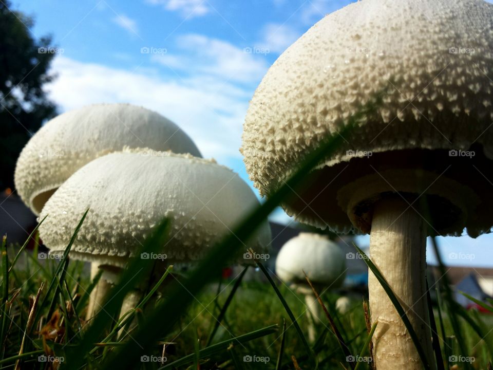 mushroom sky