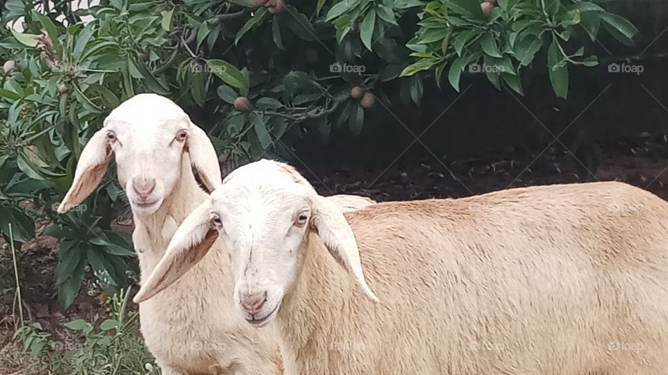 The sheeps is very very beautyfull click and nature