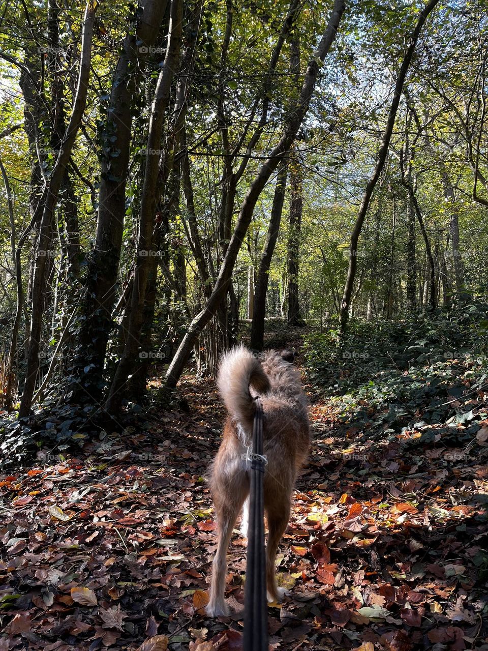 Woodland walks with my dog