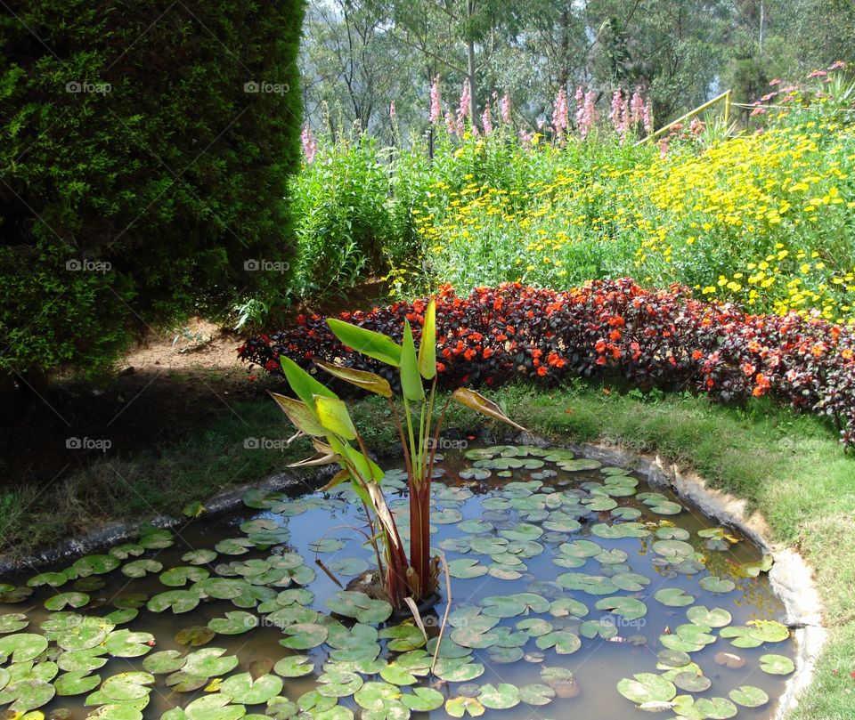Flower gardens near Munnar in Kerala