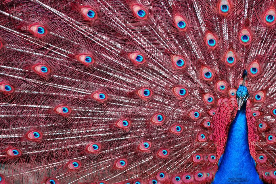 Red Peacock