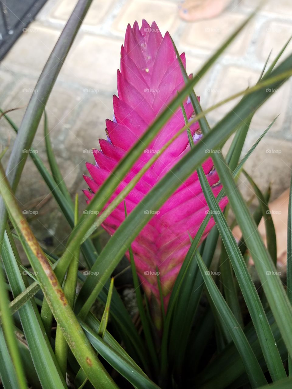 Hawaii flowers