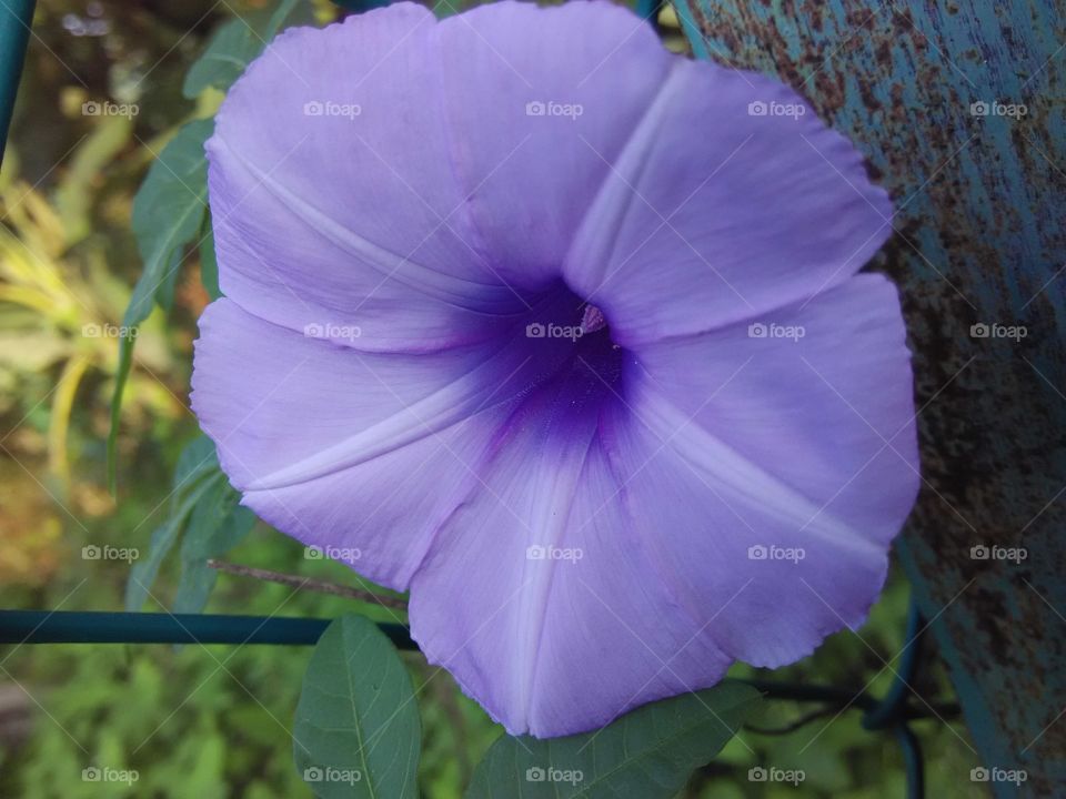Morning Glory. Blooming against all odds