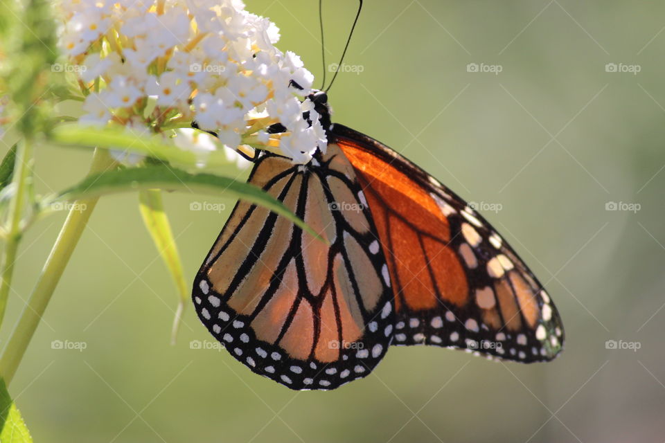 Monarch pollinating