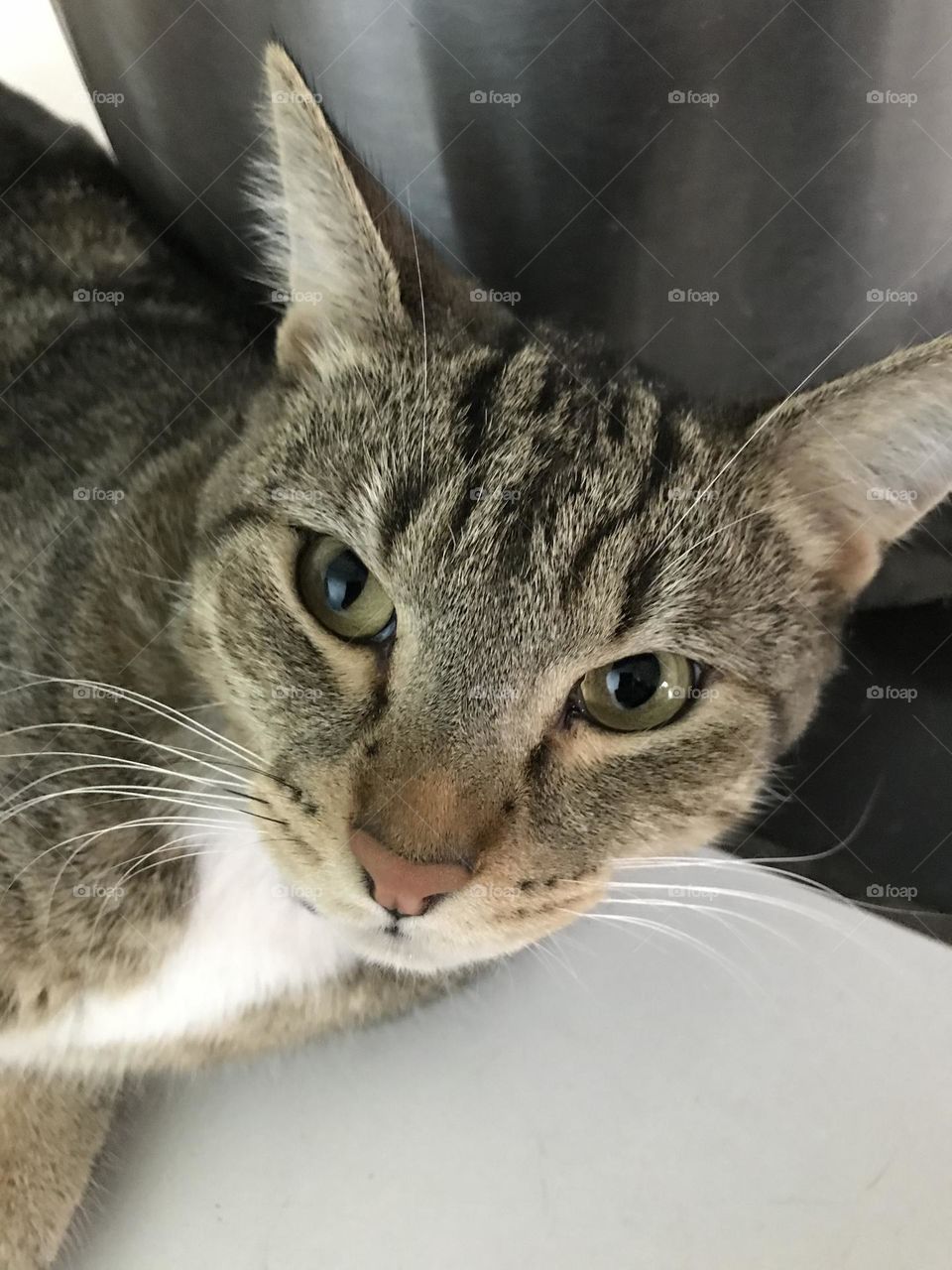 A cute cat named Biscuit.