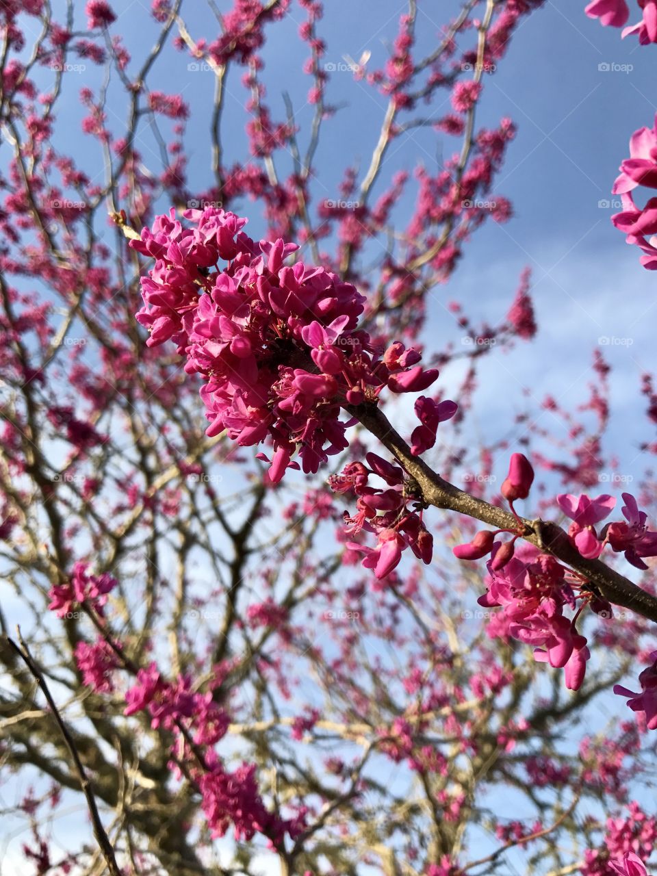 Pretty in pink 