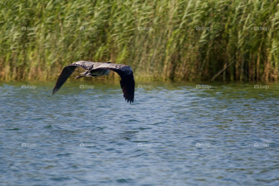 Great Grey Heron Flying