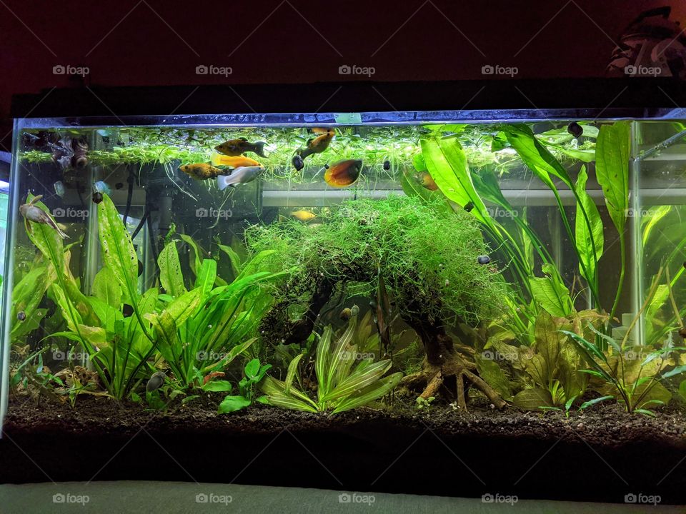 Live planted freshwater aquarium Dwarf Gourami fish Molly fish Raphael Catfish mossy driftwood bonsai tree mystery snails