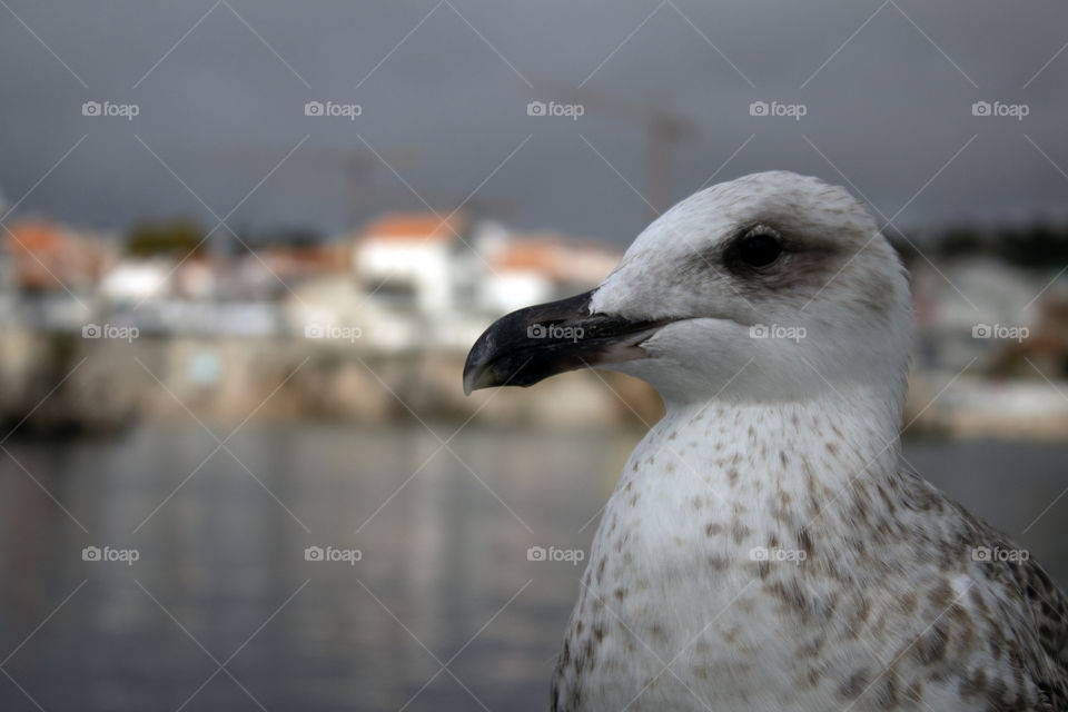 Seagull on the pier