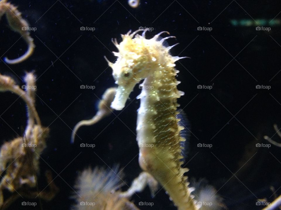 small seahorse in Barcelona aquarium 