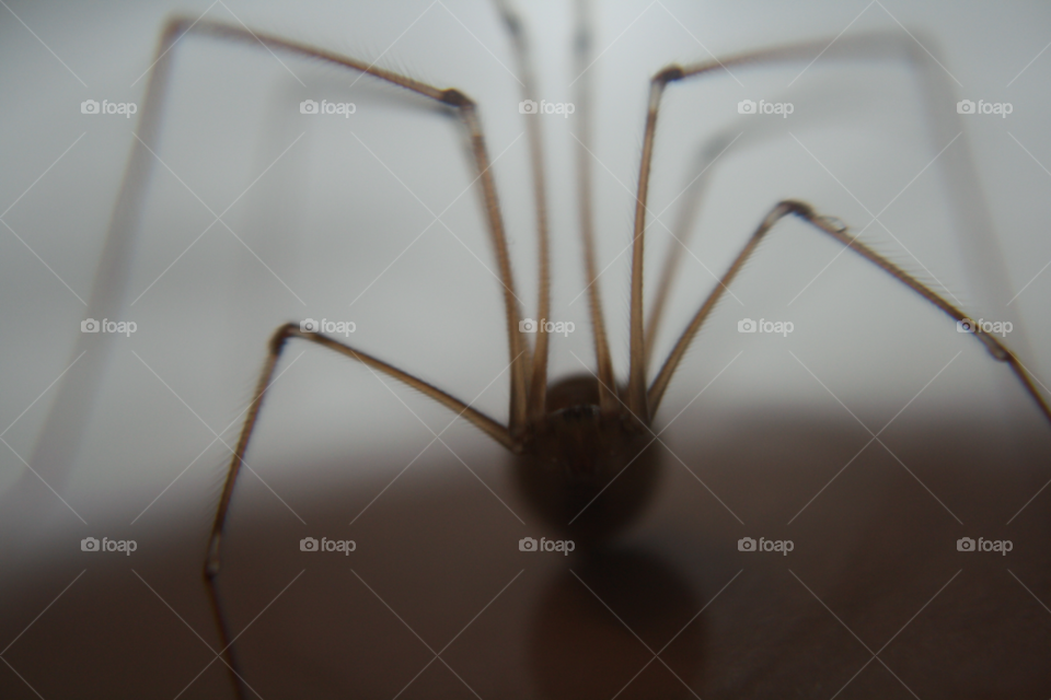 macro spider close up scary by leonbritton123