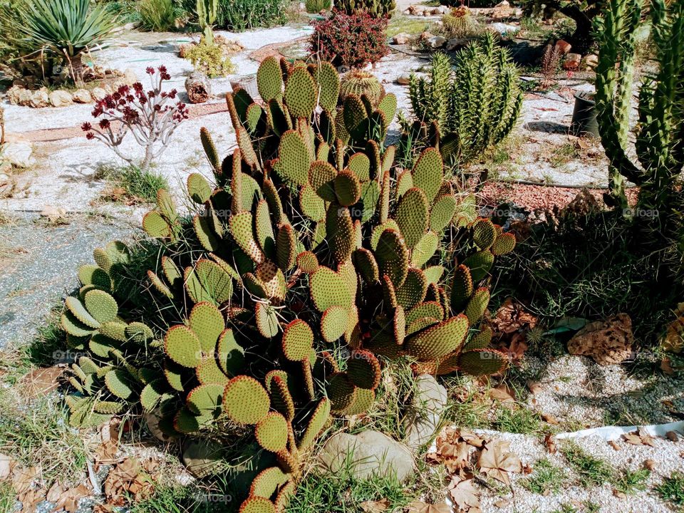 Photo Cactus