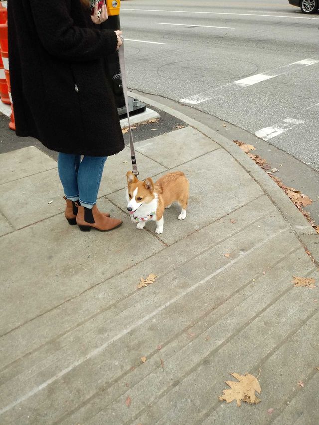 dog walking