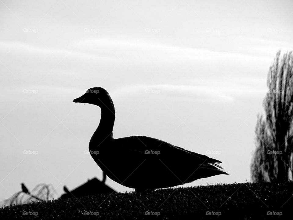 Silhouette of a goose 
