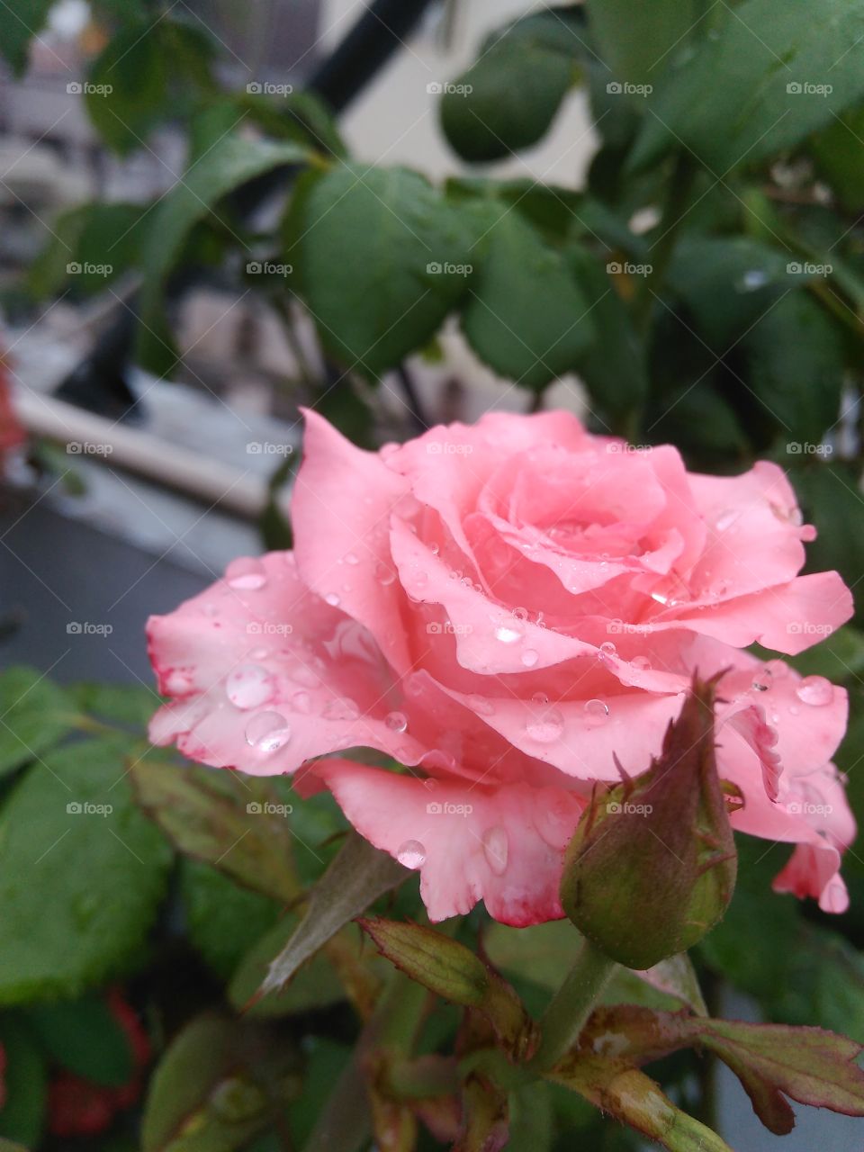 rose