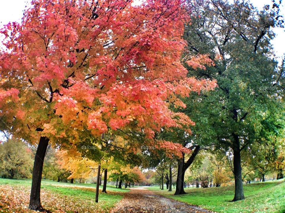 nature october trees leaves by ohhlookabunny