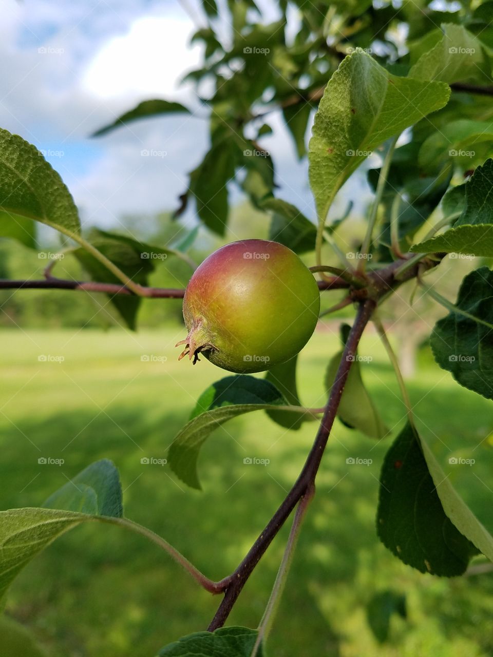 The Apple Tree