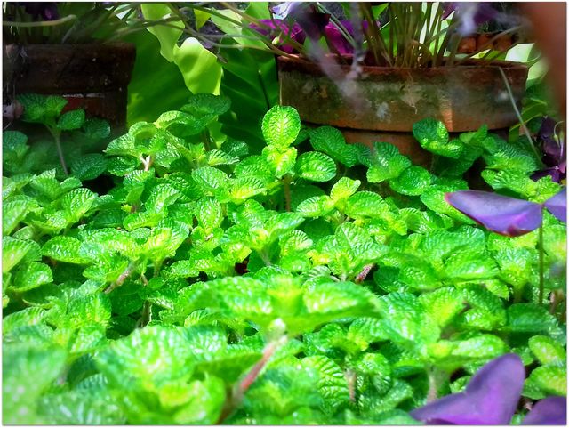 green leafs ( green house)