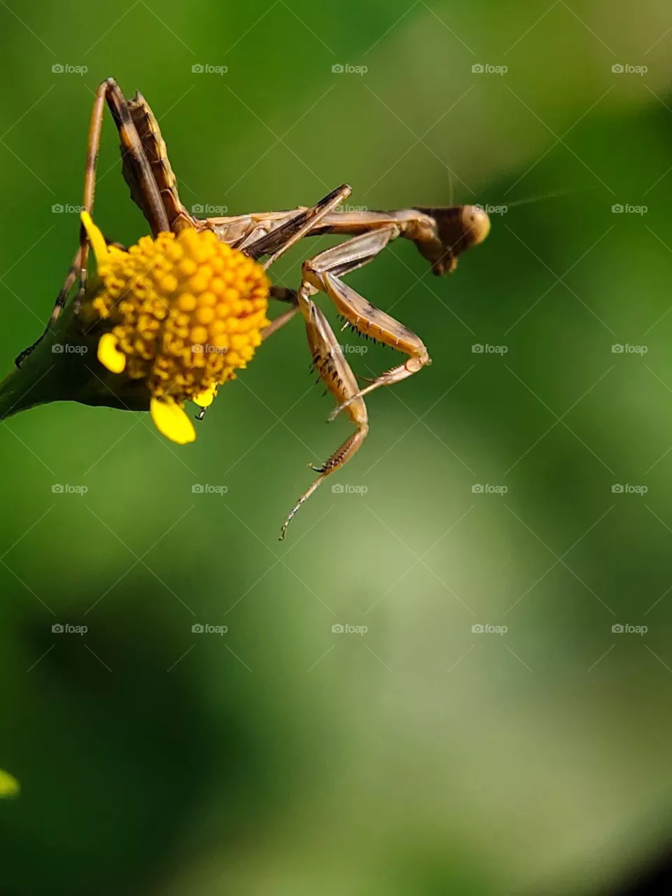 Intrusive visitor