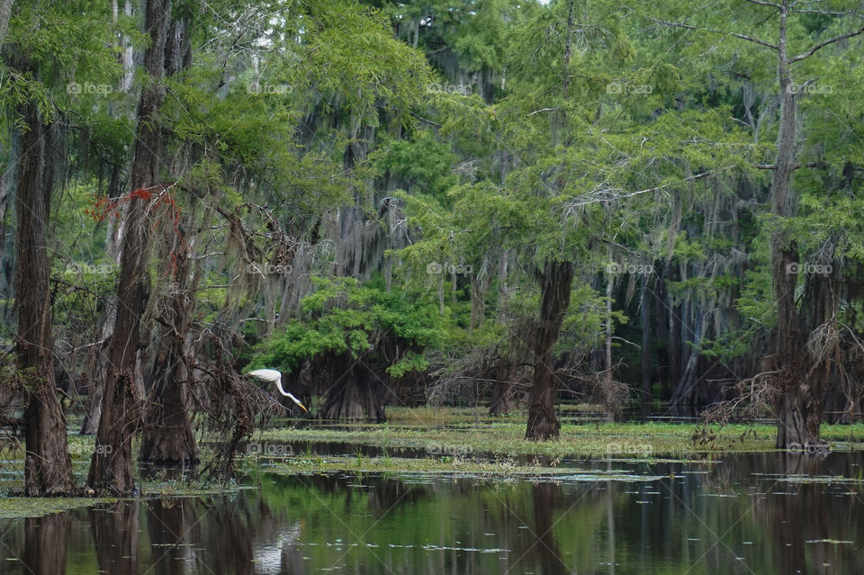 Caddo Lake Crane, Texas