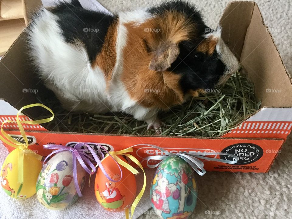 No Person, Cute, Pet, Little, Dog