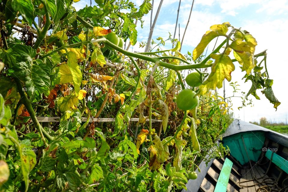 Agriculture, Food, Garden, Leaf, Flora