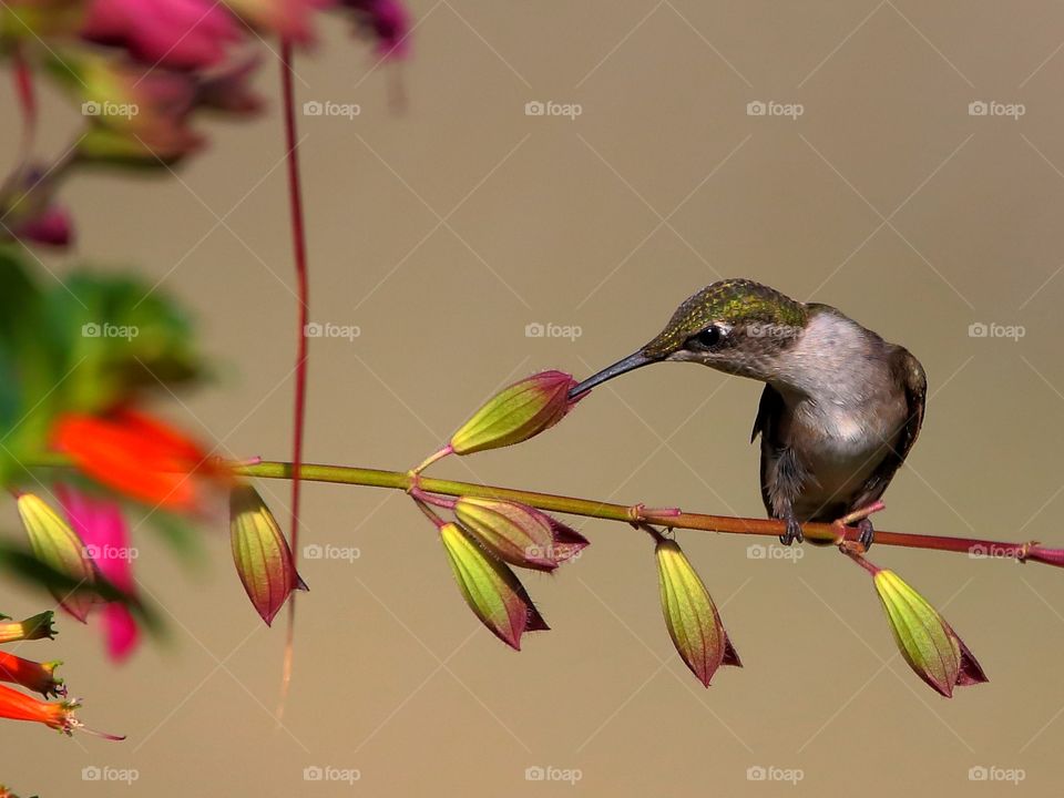 ruby-throated hummingbird