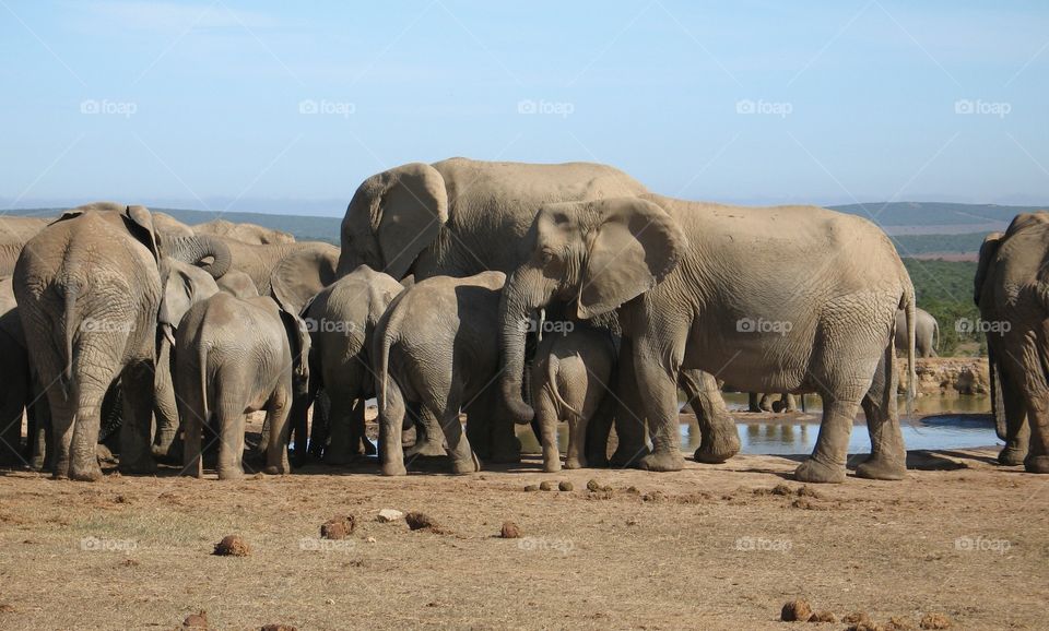 African Elephants 