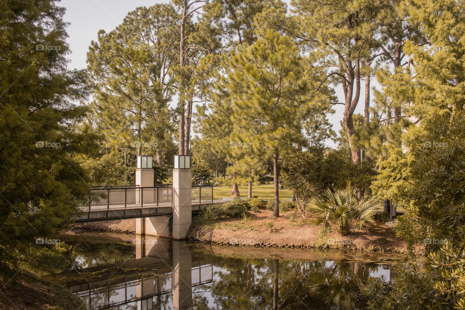 Bridge Into The Woods