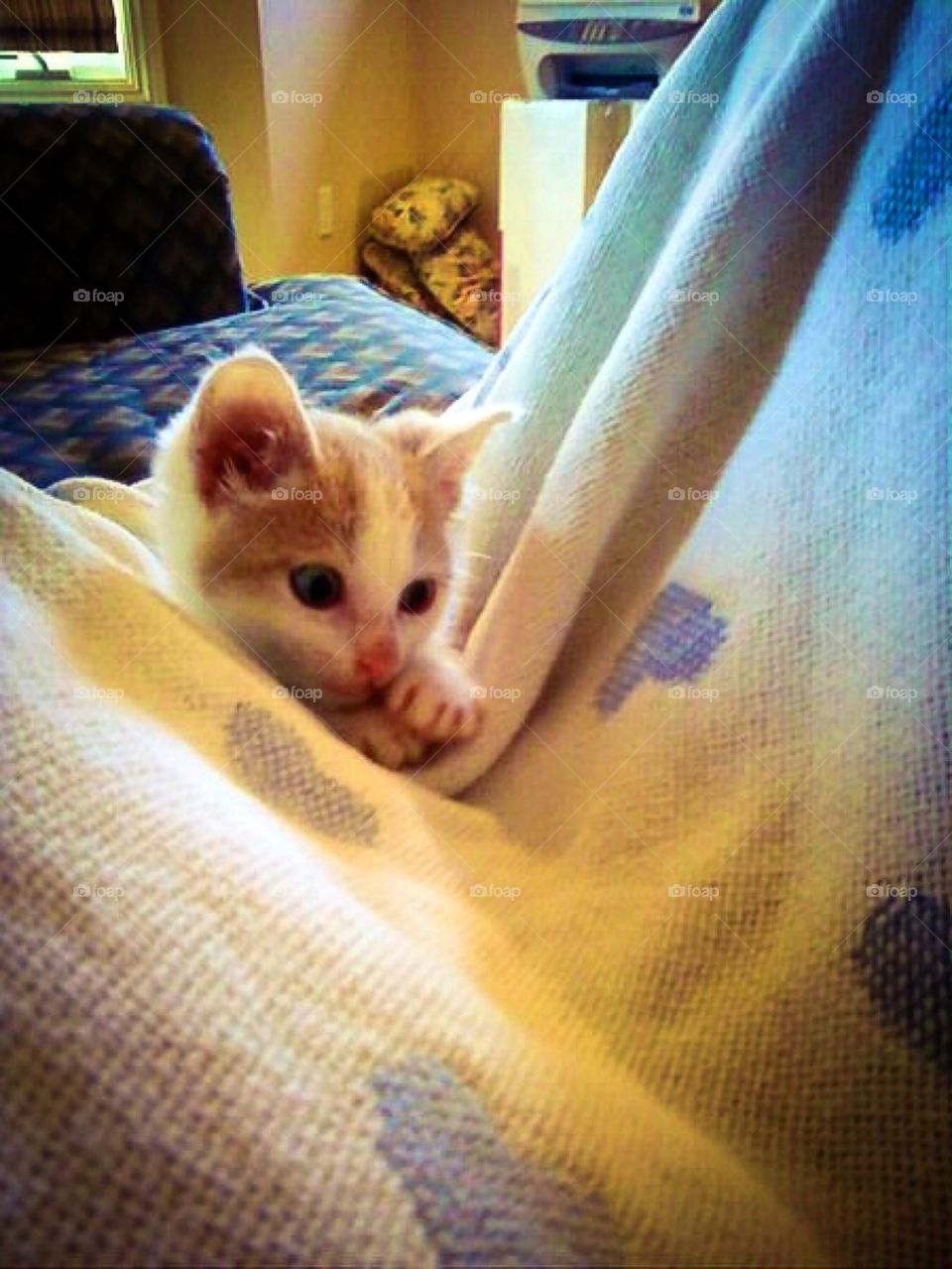 Frankie being a cute kitty