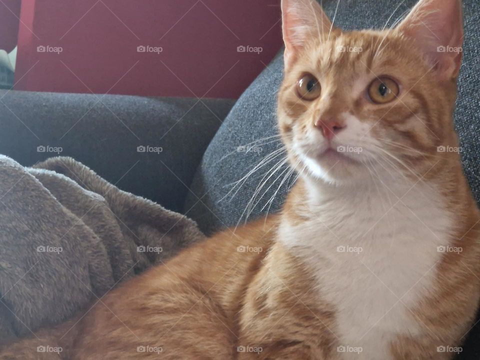 Am an angel cat from the Netherlands